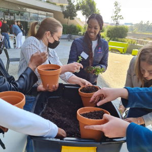 planting