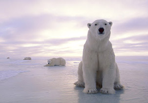 internal polar bear day