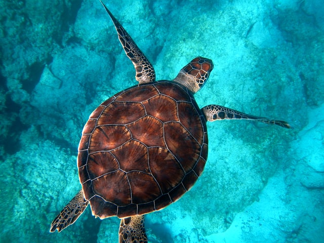 Turtle image