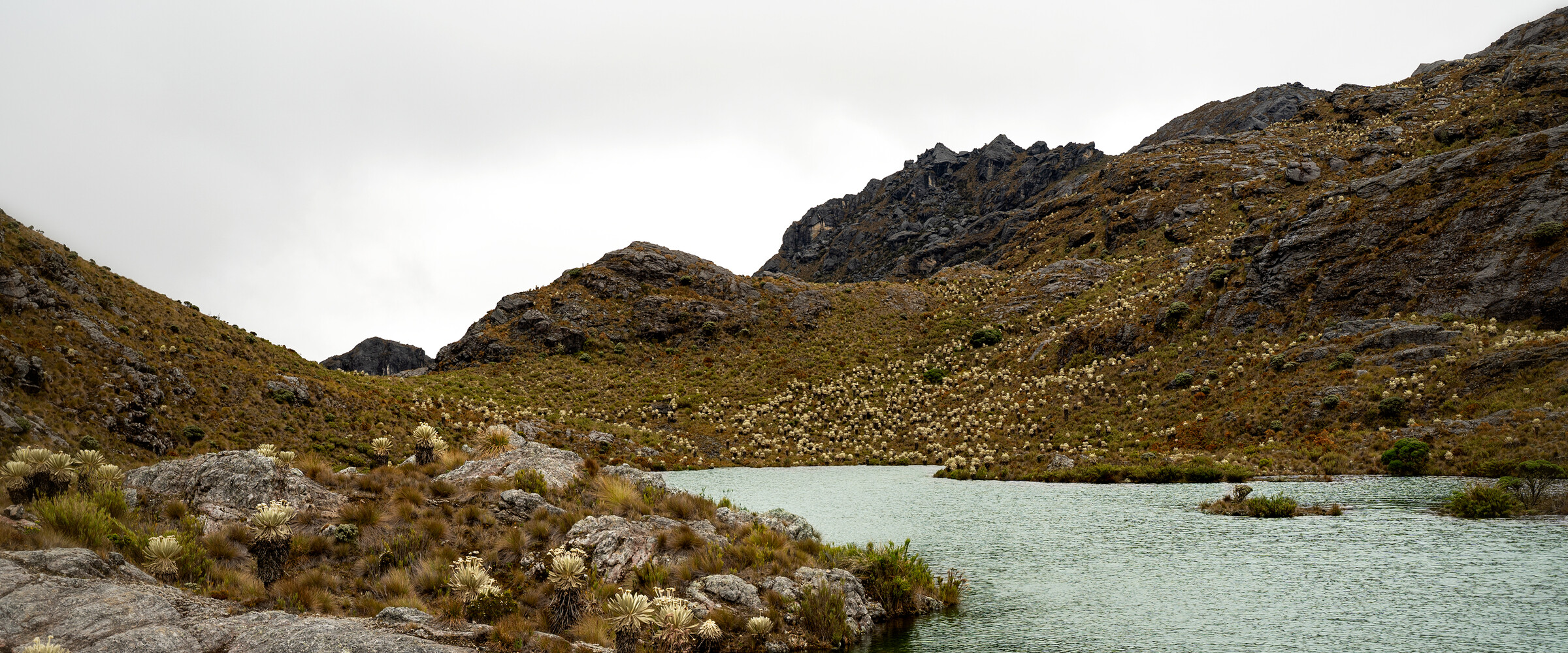 High Andean Wetlands