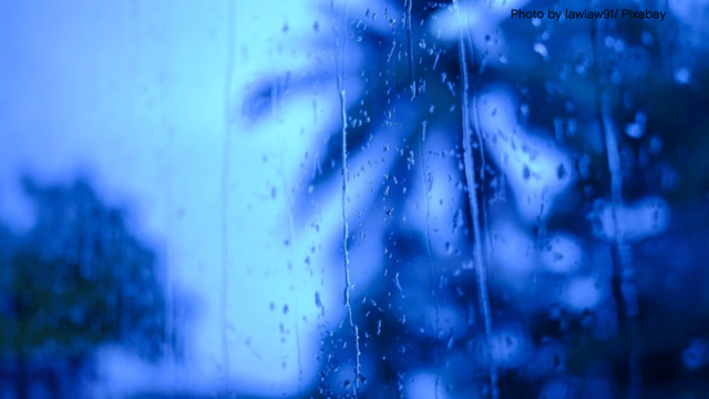 A palm tree through a rainy view