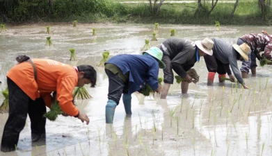 Palmmy Wongphatharakul