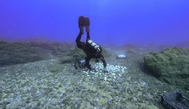 A diver places blusinkies on the ocean floor