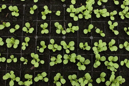 growing plants