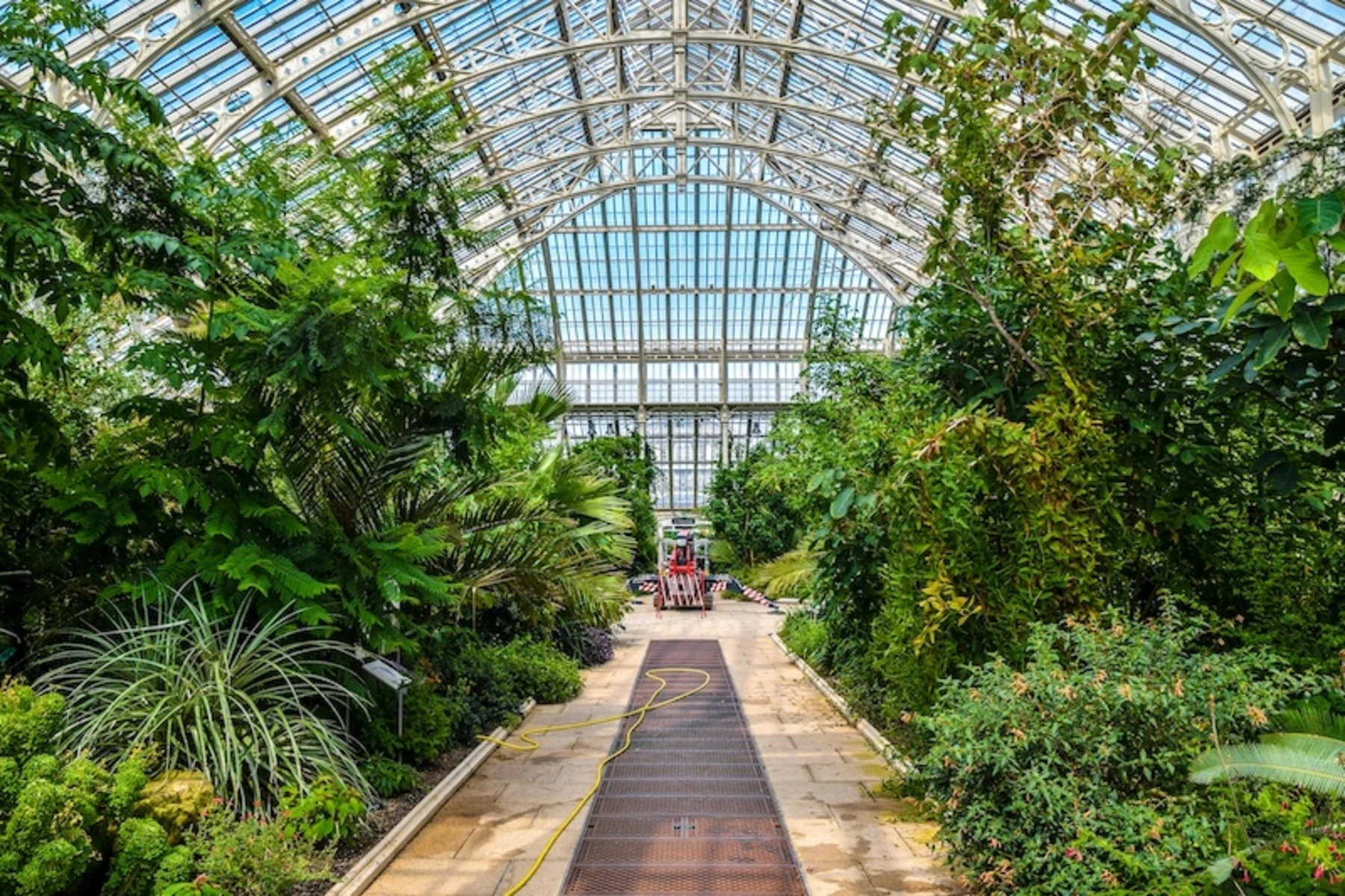 Inside of Kew Gardens Greenhouse - a path with lush green vegetation either side