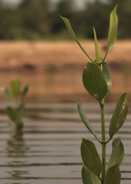 Irina Fedorenko-Aula