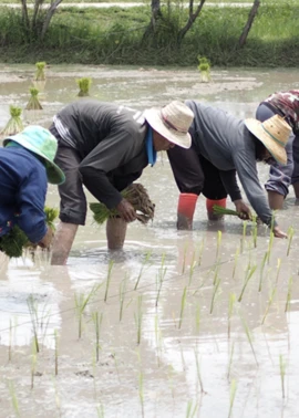 Palmmy Wongphatharakul