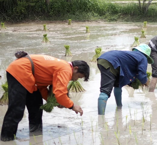Palmmy Wongphatharakul