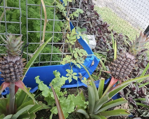 Agriculture